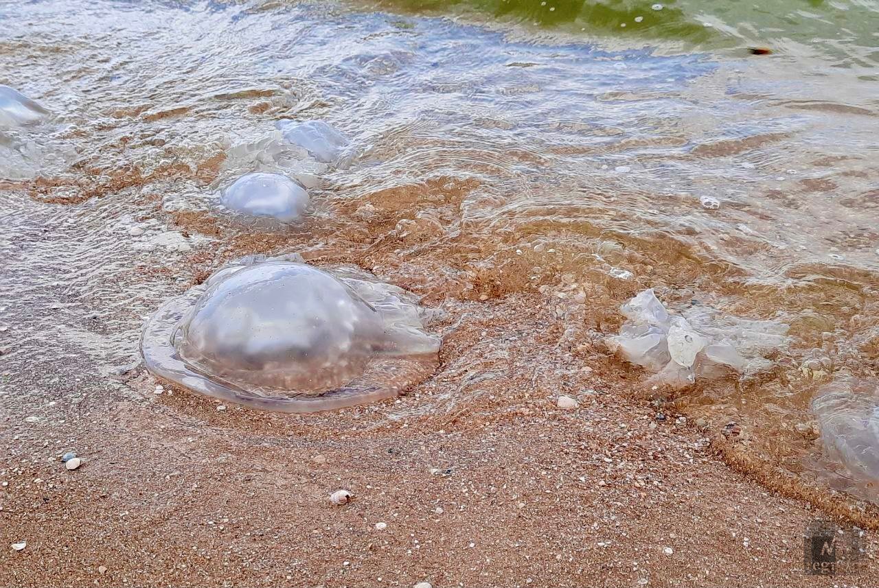 Какая вода в азовском. Медузы в Азовском море. Медузы черного моря. Ядовитые медузы. Большие медузы в Азовском море.