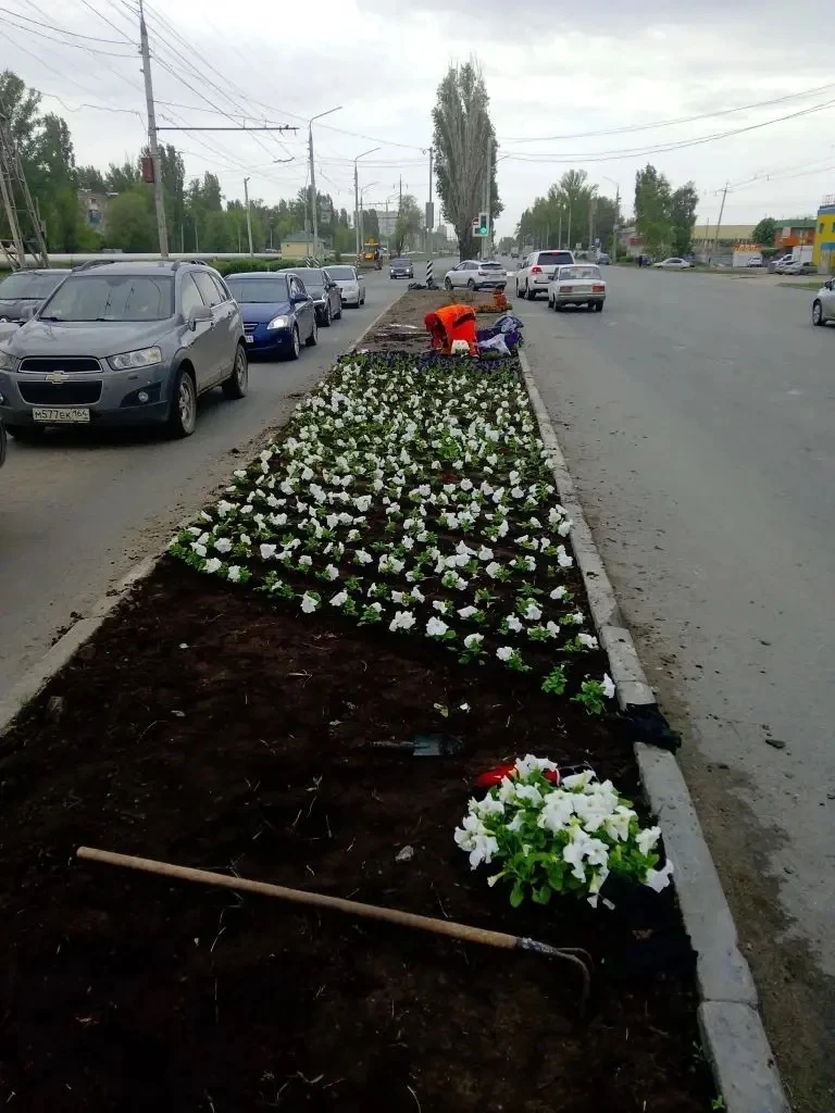 В Балаково продолжается высадка цветов