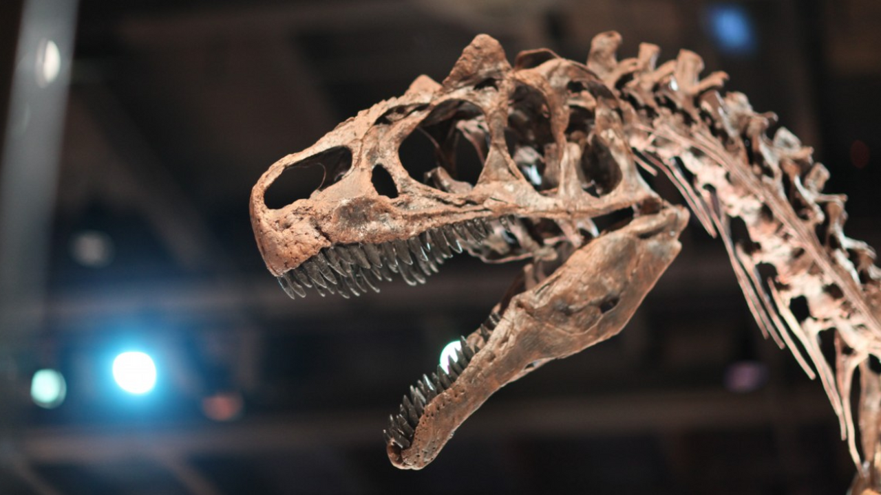 Мечта о воскрешении динозавров, популярная благ...