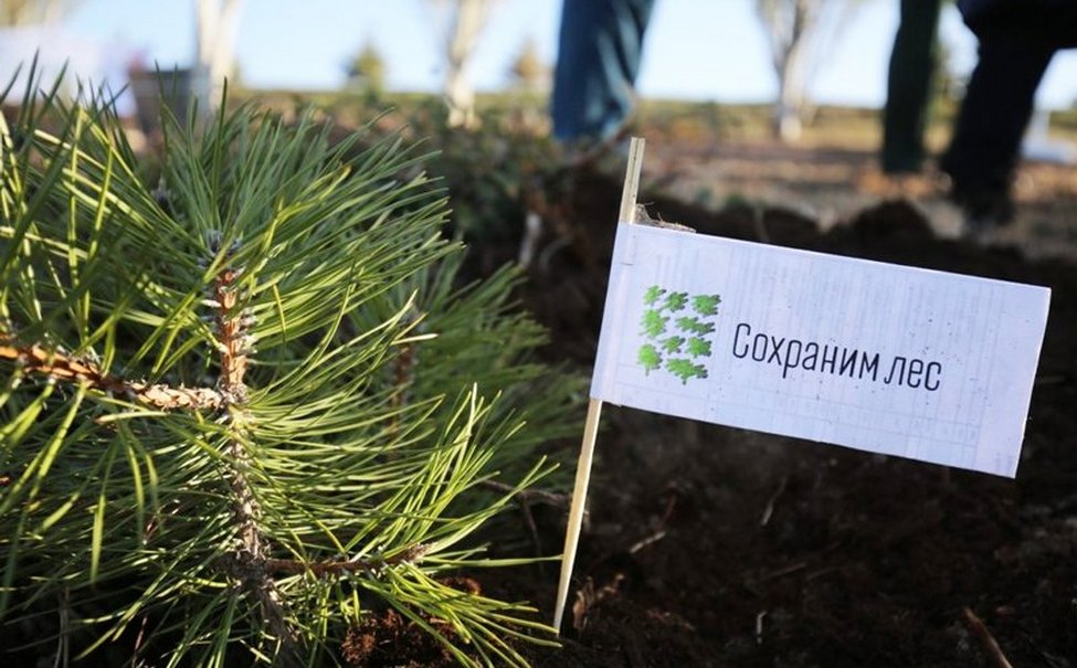 Сбер поддержал всероссийскую акцию «Сохраним лес» в Липецкой области