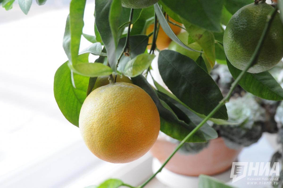 Суд признал конкуренцию производителей цитрусовых в Павлове недобросовестной