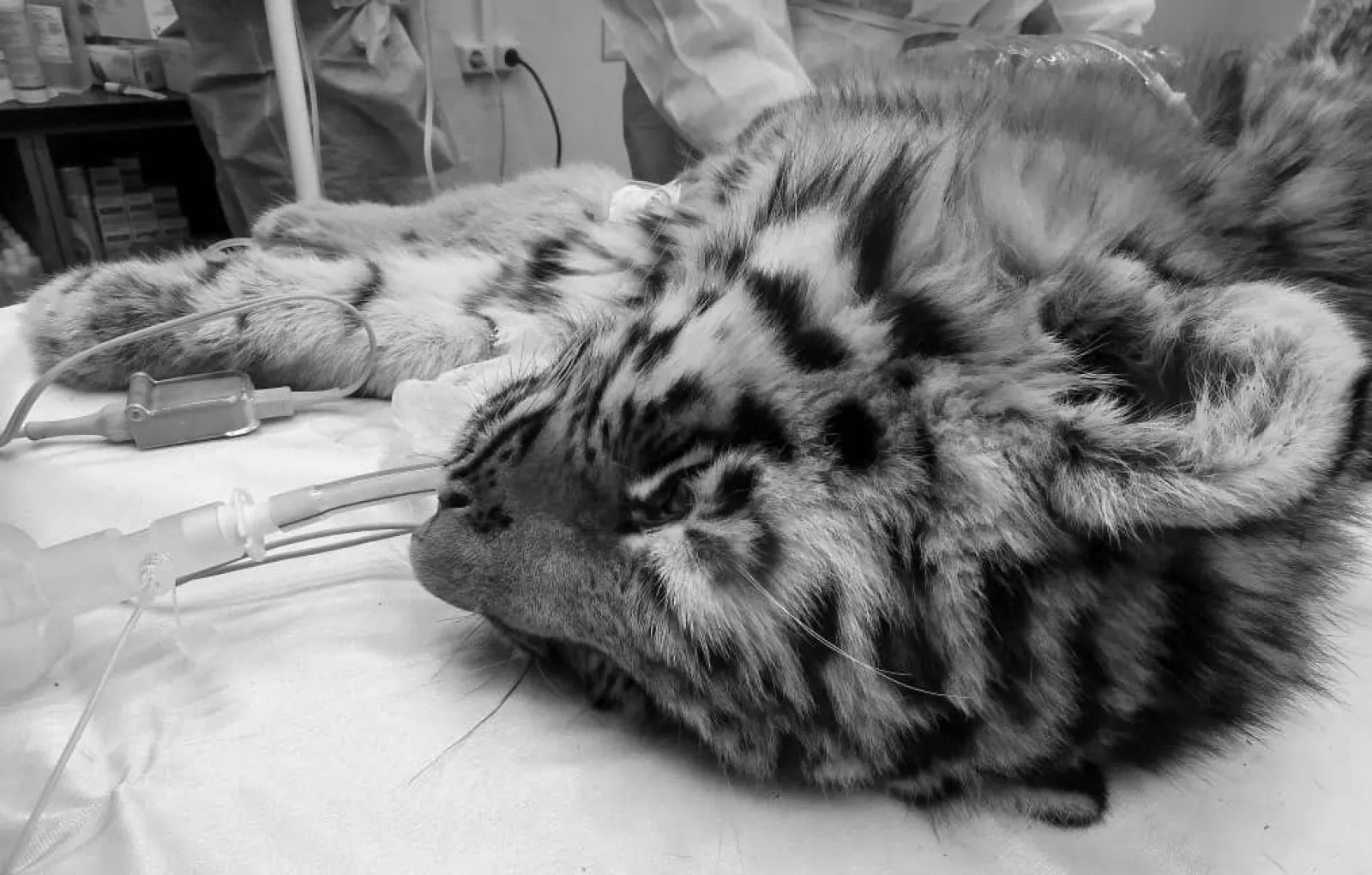 амурский тигренок. нашли тигренка. нашли тигренка. тигр в вяземском хабаровского края. нашли тигренка.