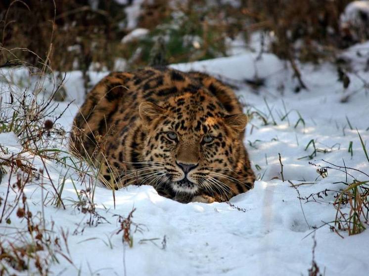 Центр адаптации леопардов к дикой природе создадут в Приморье