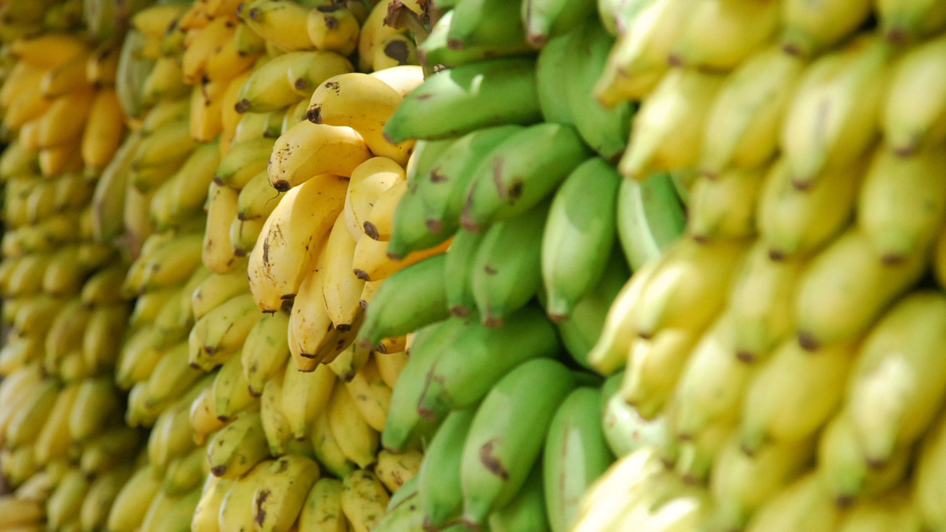 Экономист рассказал, какие страны могут заменить эквадорские бананы в РФ