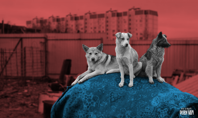 В Забайкалье из-за угрозы нападения собак ввели режим повышенной готовности