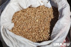 Зерно в Курганской области было с клещами 