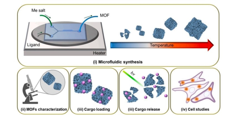 Схема синтеза MOFs и их дальнейшего исследования. Сначала авторы статьи загрузили в микрофлюидный чип реагенты: соли металлов и лиганд. Варьируя температуру, исследователи получили наночастицы разного размера и формы. Затем ученые охарактеризовали полученный материал, загрузили на его поверхность флуоресцентные метки и опробовали метод их высвобождения с помощью лазера. Последний шаг работы — анализ токсичности наночастиц на клетках мышиной меланомы. Изображение предоставлено Ириной Корякиной. 