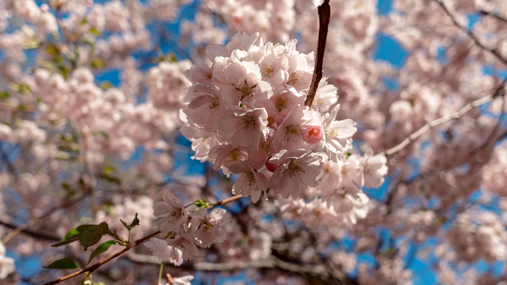 Сезон цветения сакуры можно застать еще в пяти странах