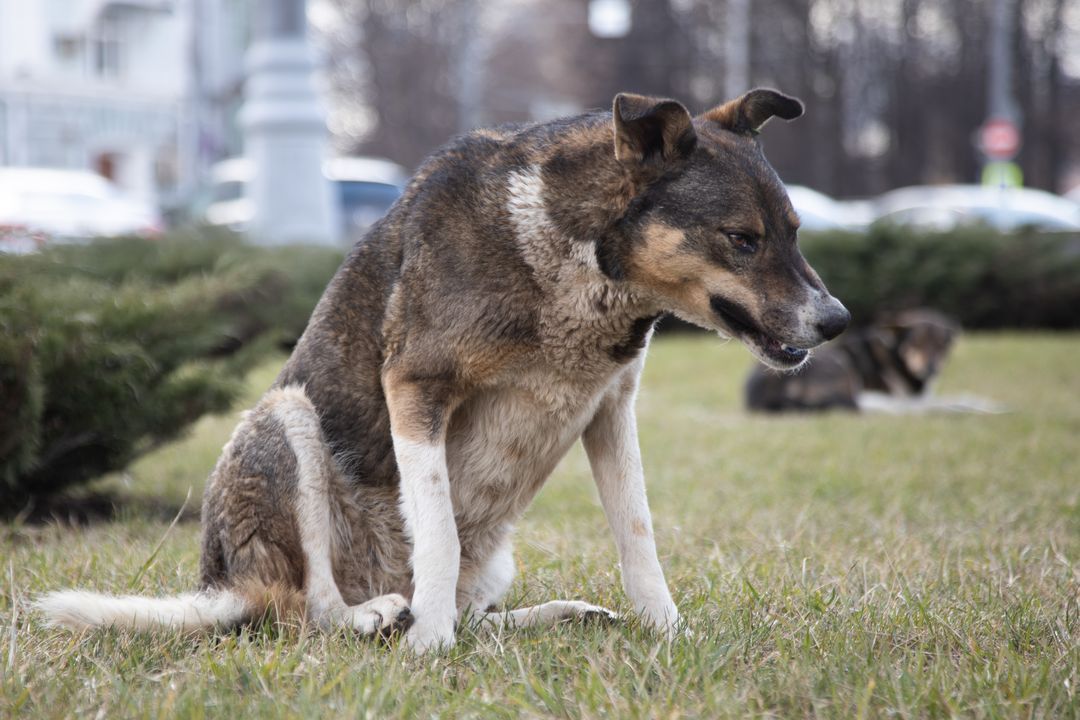 бездомные собаки. бездомные собаки в хабаровске. свора бродячих собак. стерилизация бездомных собак. собаки в хабаровске нападают.