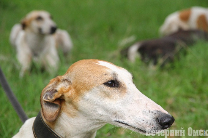 Лайки, борзые и гончие: в Омске прошла выставка охотничьих собак