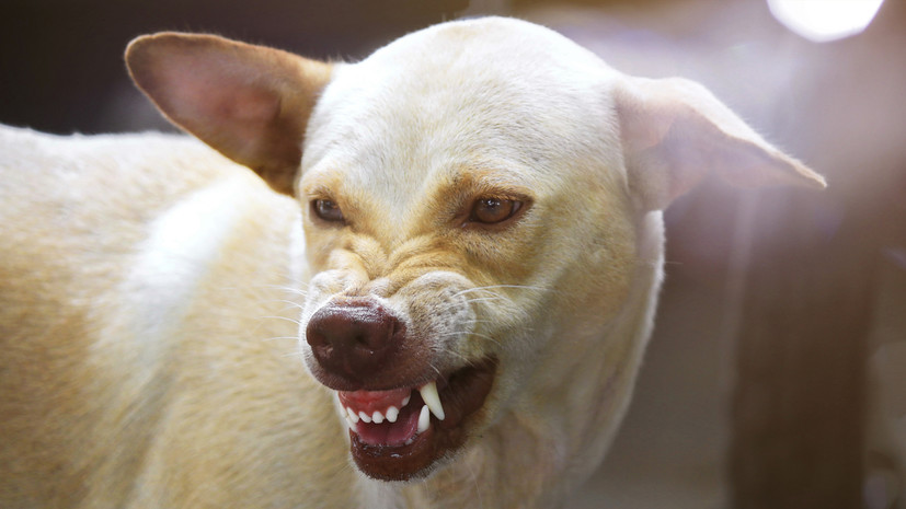 В Тюменской области выплатили компенсацию семье ребёнка после укуса бродячей собаки