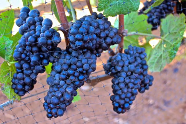 Сорт винограда Пино Нуар (Pinot Noir): описание и характеристика, фото,отзывы