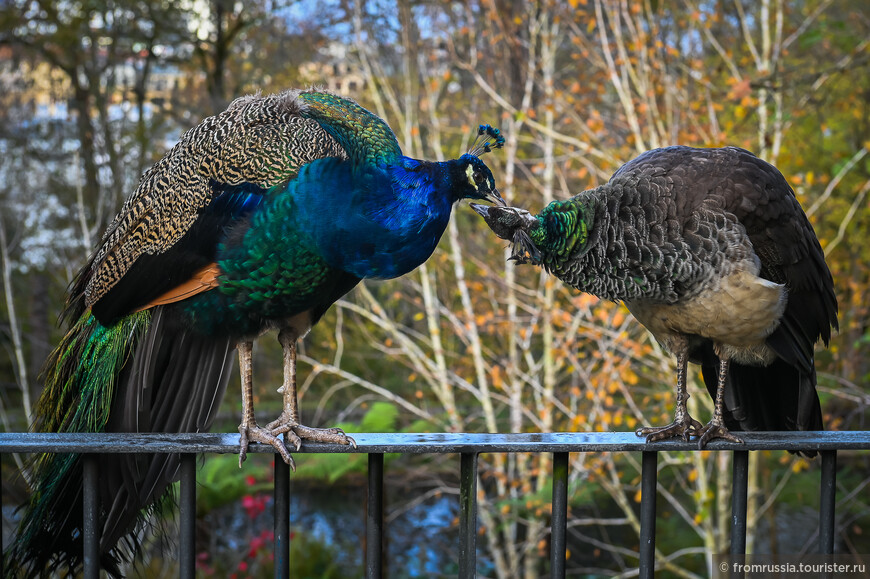 Испанско-Французское счастье в прекрасной Стране Басков
