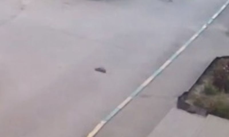 нашли ли кота выброшенного из поезда