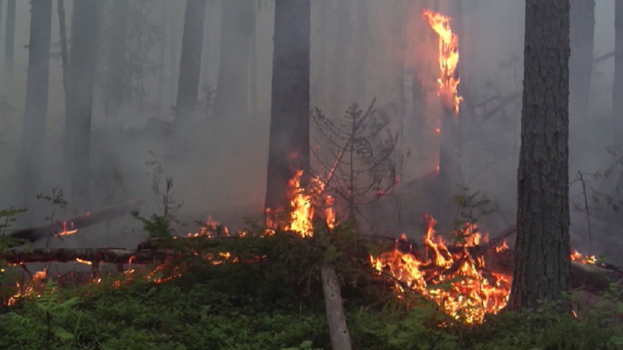 Пожароопасный период 2024 бурятия. Пожар леса. Природные пожары. Пожары в лесах. Лес в огне.
