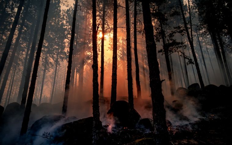 Запрет на посещение лесов: особый пожароопасный режим введут в пяти районах Ленобласти
