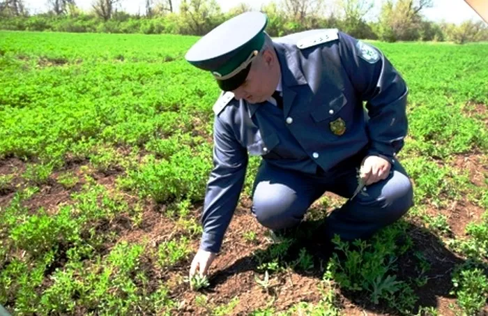 С начала года в Астраханской области установили карантин почти на миллионе гектаров земли