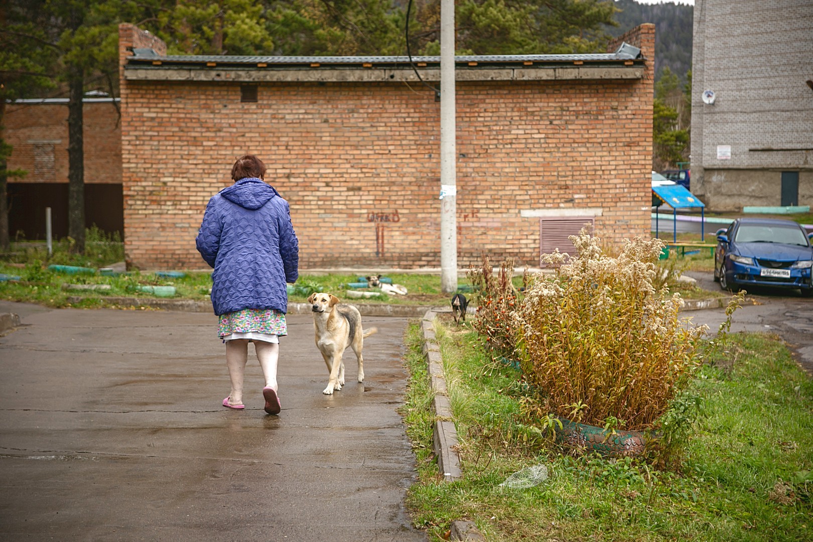 собаку бросили на дороге. оставленные животных на улице. оставленные животных на улице. жара в городе. животные на улице.