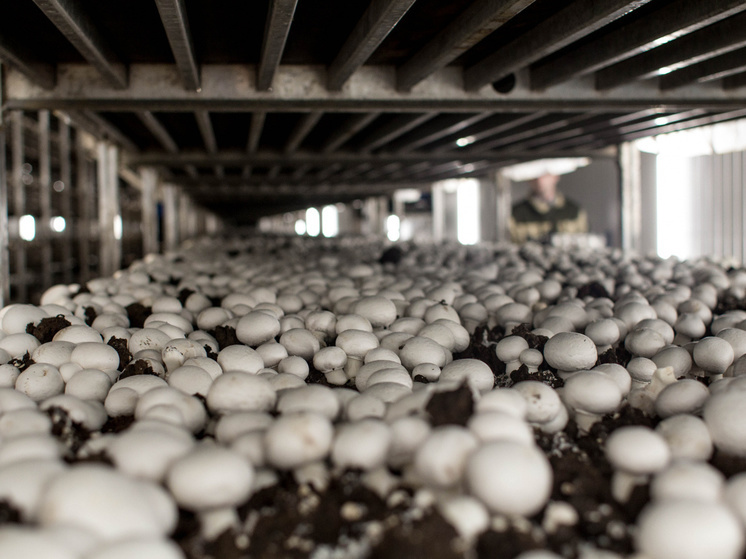 Сотрудники костромского отдела провели обследование цеха для выращивания грибов