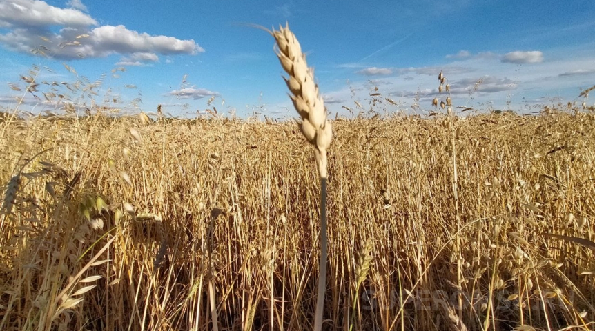 Из Омской области пытались нелегально вывезти пшеницу