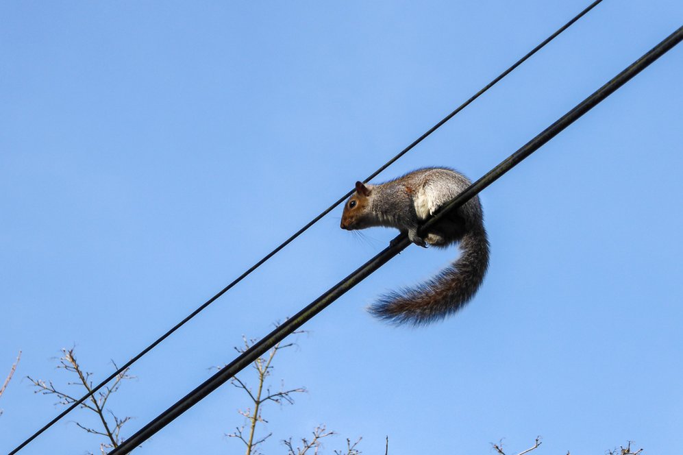 Как один грызун может «ограбить» город на 300 тысяч долларов