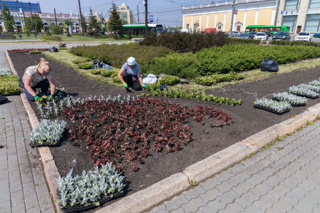 Седум клумба в городе на площади