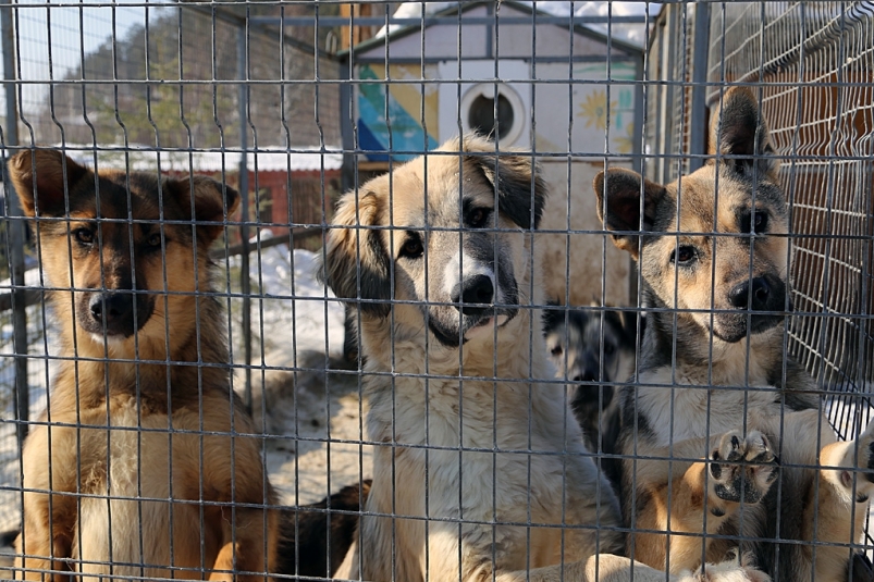 Картинки приют животных детям
