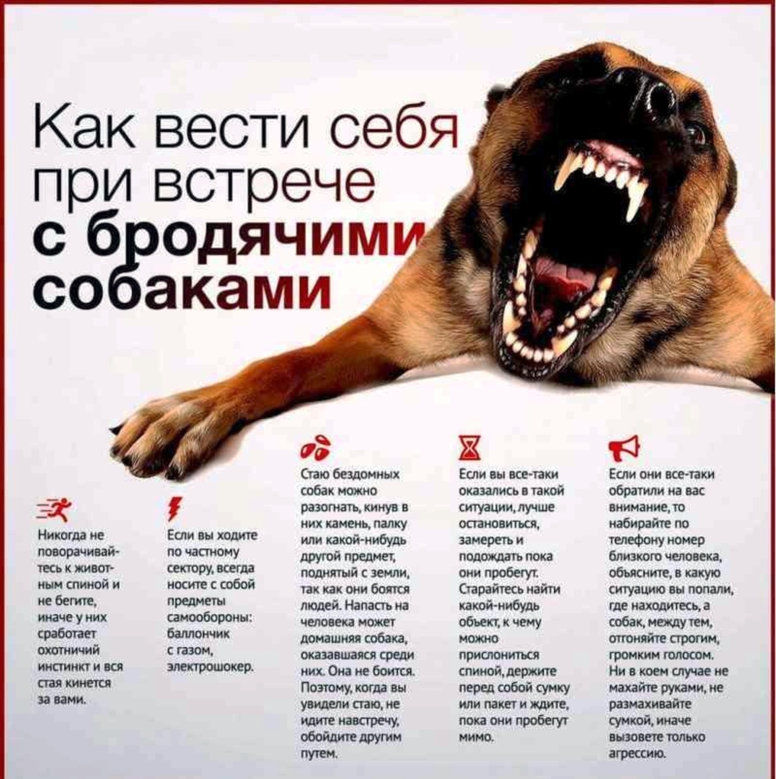 Почему не заходит в dogs. Памятка для детей при встрече с бездомными собаками. Памятка поведения с собаками.