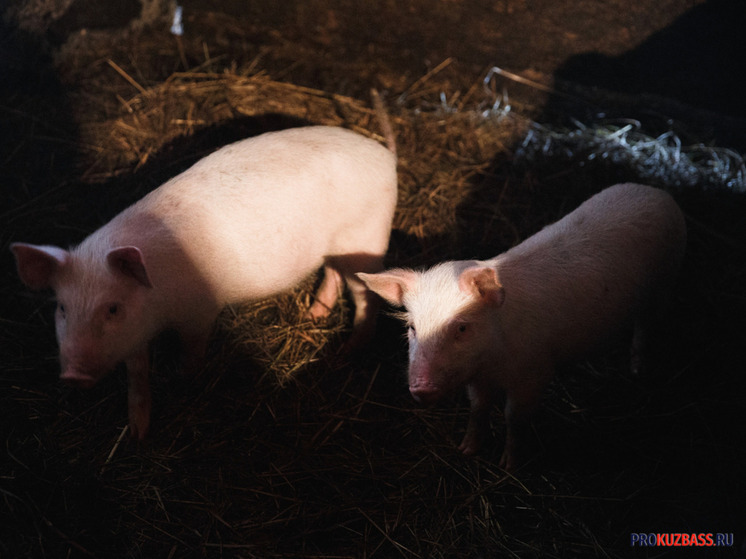 Особо опасное заболевание свиней: в Кузбассе введен режим ЧС