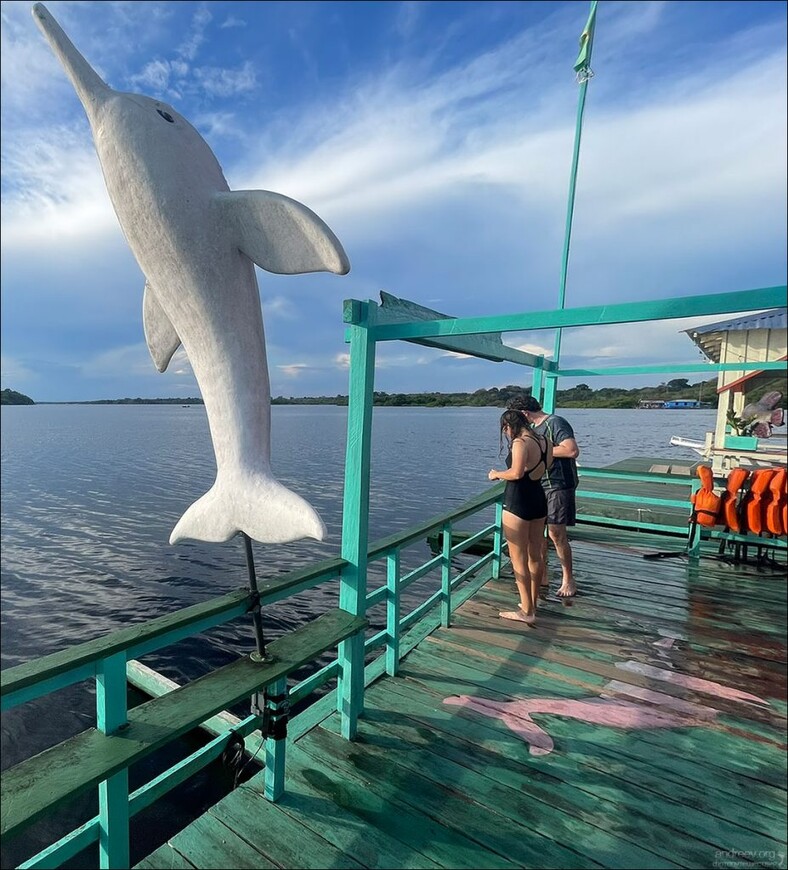 Розовые дельфины Черной реки
