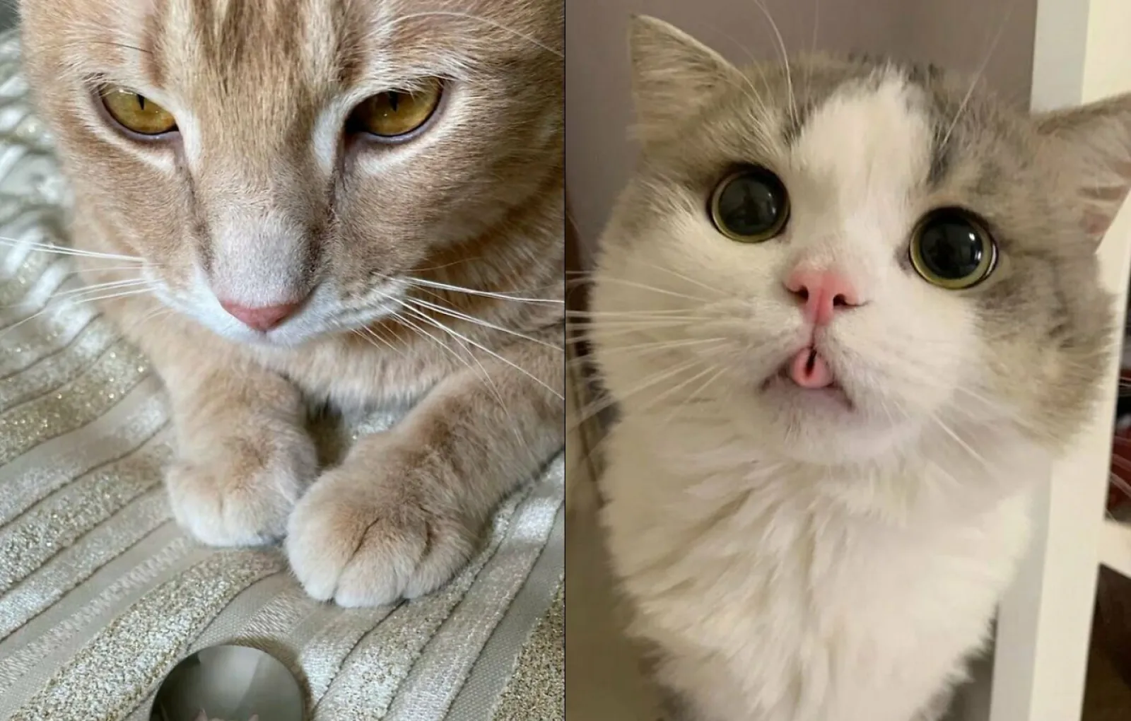 15 котиков. Котики мне тревожно. Том вызывает котов
