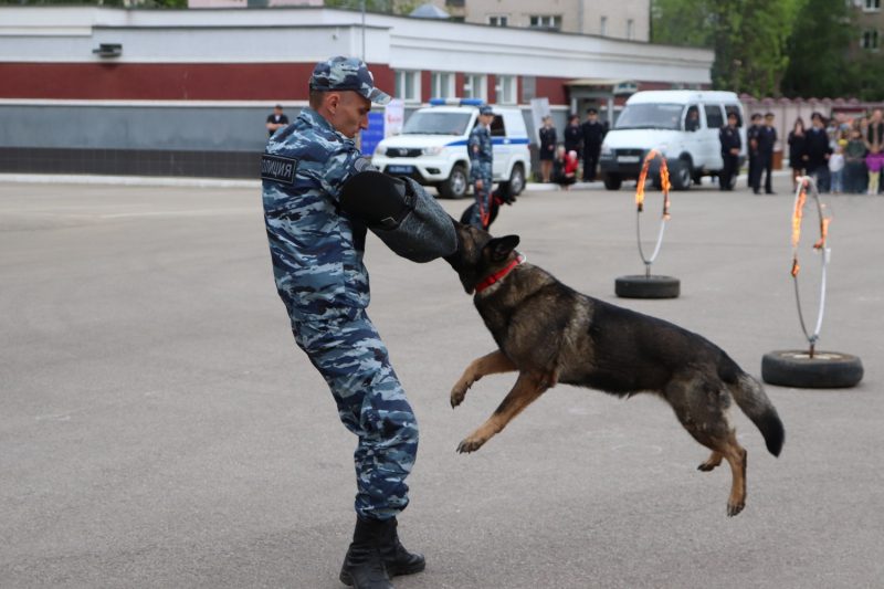 Полиция 37. Массовые мероприятия полиция. Кинолог в полиции. Кинологи территория проект. Кинологи хендлеры эксперты.