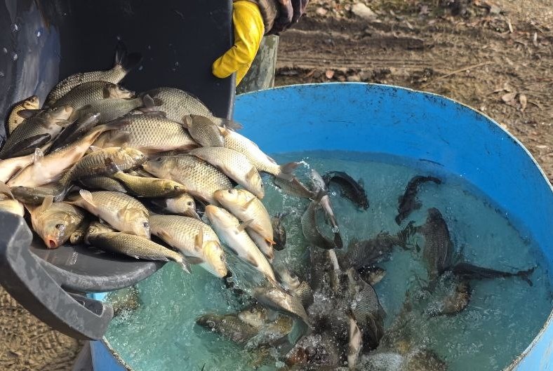 Здесь рыба есть! Более 24 тысяч мальков сазана выпустили в уральские водоёмы | В водоёмы Свердловской области выпустили 24 тысячи мальков сазана 