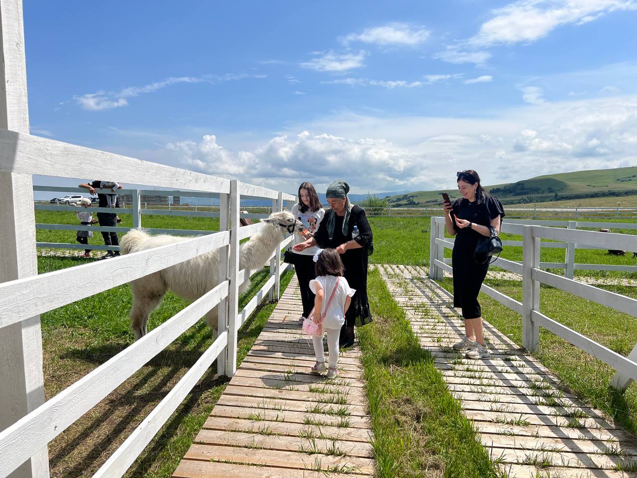 Альпака. Альпака парк медовые водопады. Альпака парк медовые водопады. Альпака парк медовые водопады. Альпака плот.