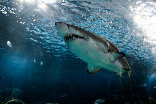 Океанолог Мухаметов: Если ударить акулу в нос, она уплывет