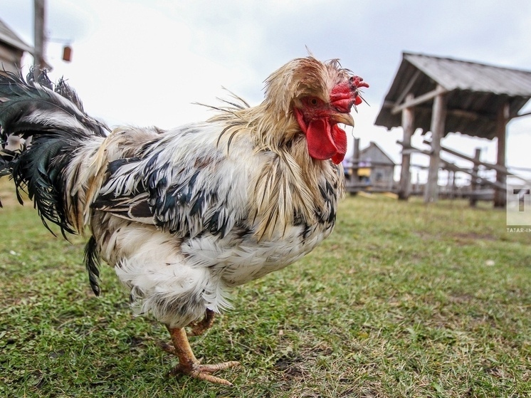 В Лениногорском районе Татарстана объявлен карантин из-за птичьего гриппа
