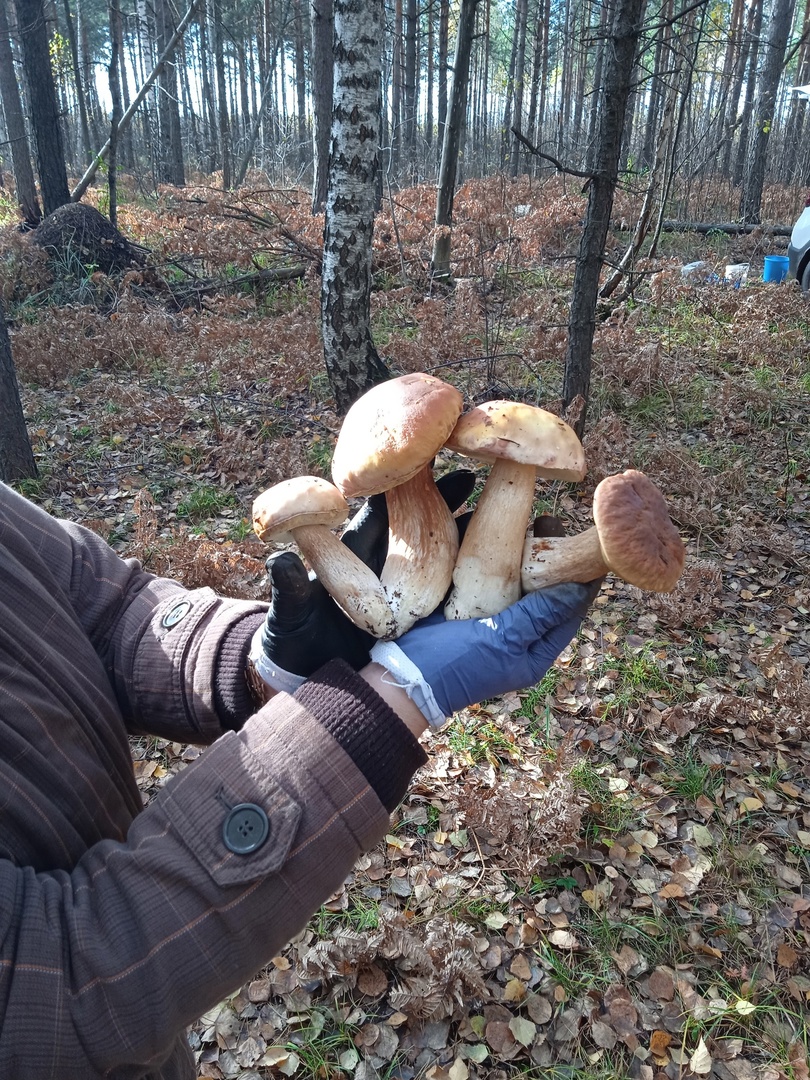 Карта грибных мест пензенской области