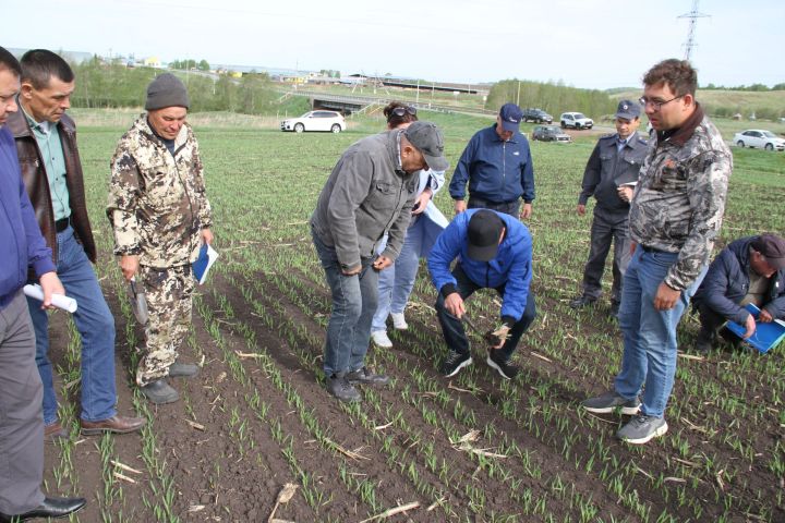 В Мензелинском районе посевные работы проведены на 23657 гектарах