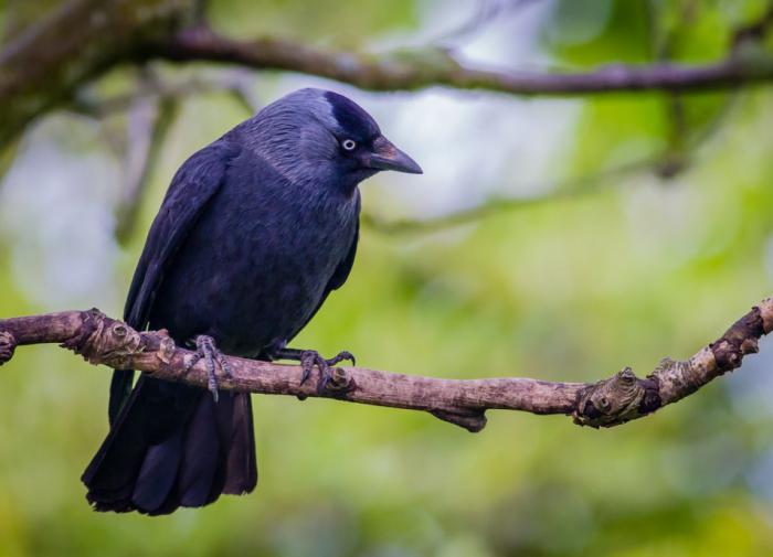 Ученые выяснили, откуда у птиц такой высокий интеллект