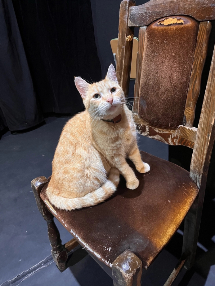 Пропал рыжий кот сормово. Как выглядят коты. Смешной кот. Красноярские кошки. Рыжий с полосками кот и ошейником.