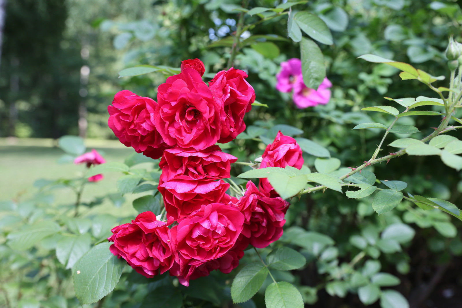 национальный проект образование 2019-2024. цветы запрещённые в доу. какие цветы запретили в 2024 году. какие цветы запретили в 2024 году. список запрещенных растений.