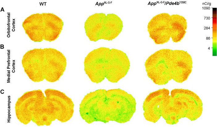Рис. 4. Позитронно-эмиссионные томограммы различных отделов мозга мышей