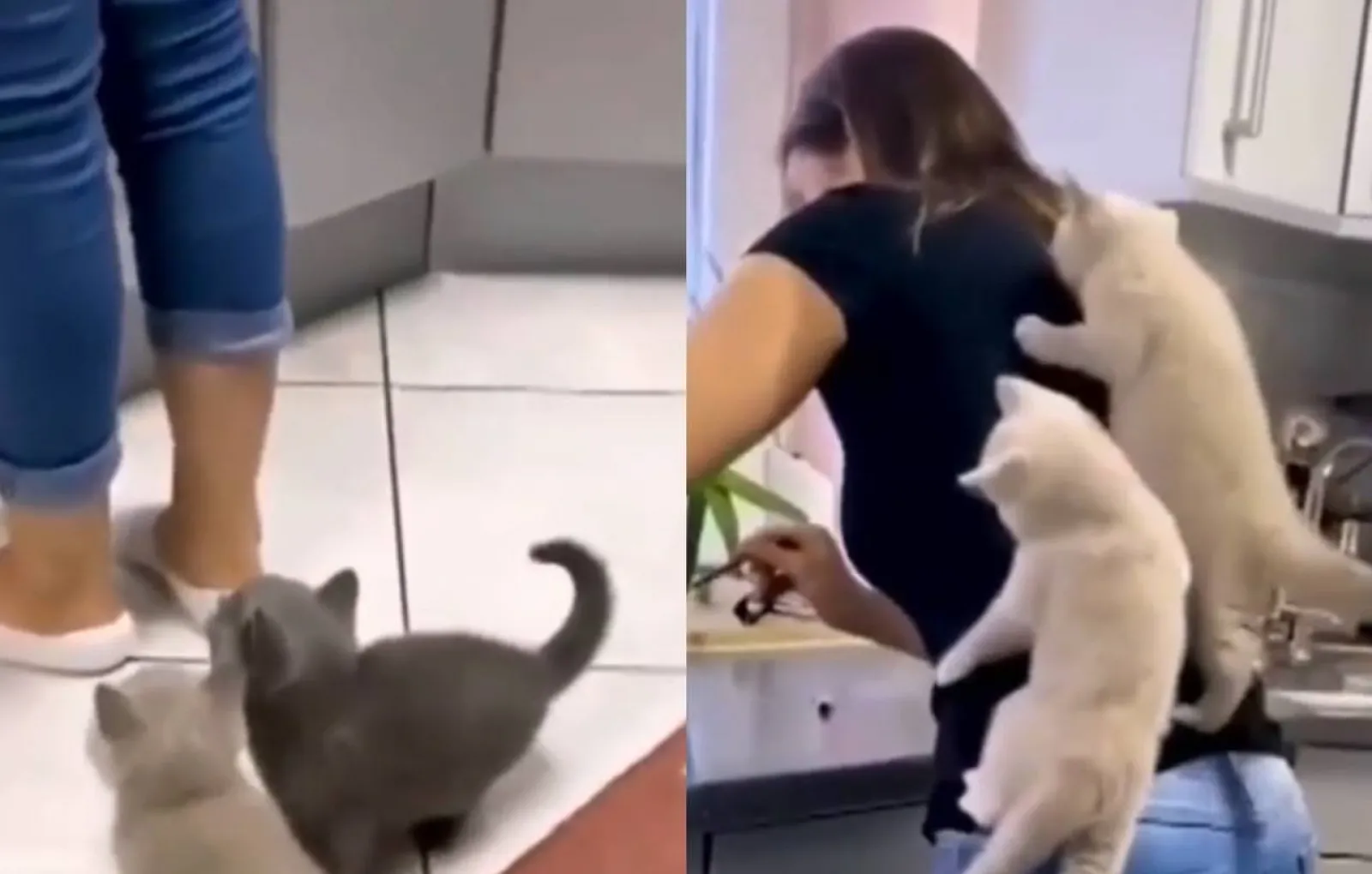 Кот кидается на ноги. Ноги кошки. Котенок нападает. Ноги кошки. Ноги кошки.