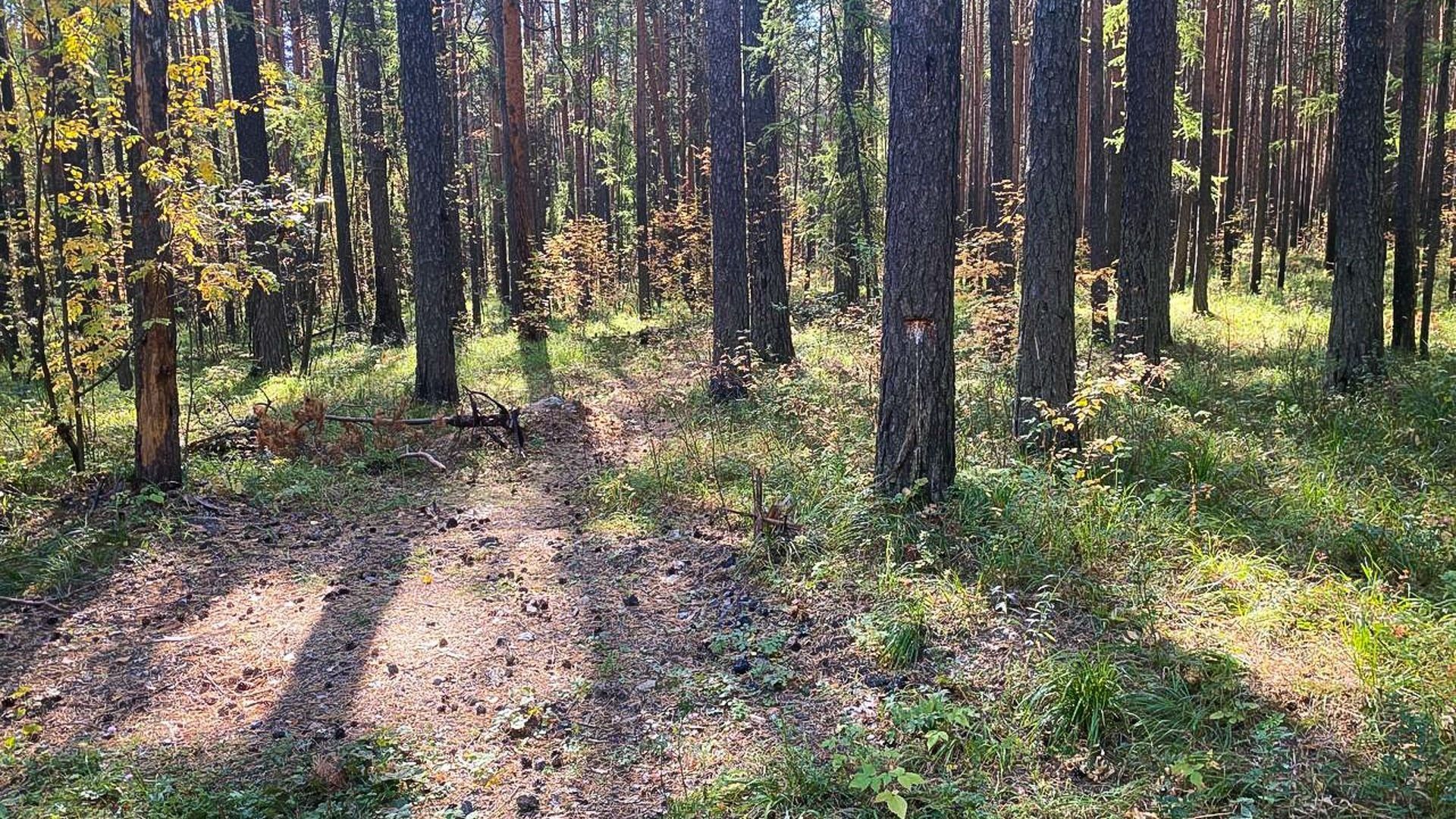 Выносят огромными ведрами: приморские грибники хвастаются «шляпными» трофеями — фото