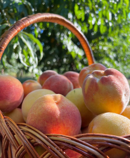 Урожай фруктов и ягод в Краснодарском крае