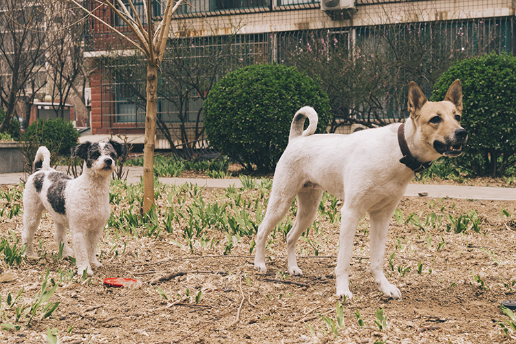 «В Татарстане с 1 июля 2025 года ввели штрафы за самовыгул в 3 тысячи рублей. Но никого за это еще не наказывали, не думаю, что даже попытки были»