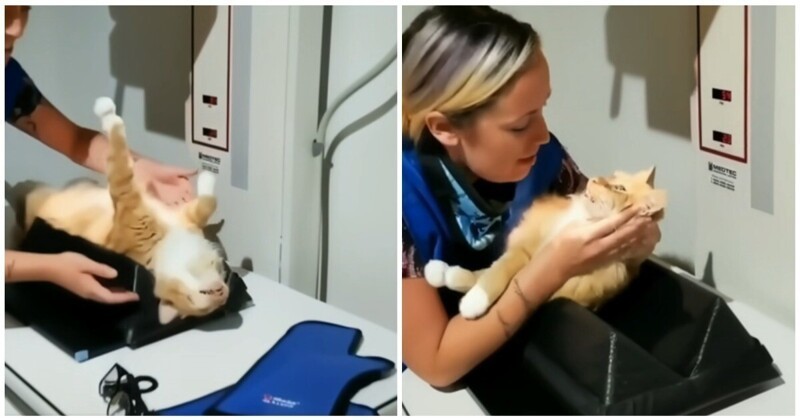 Сколько коты выходят из наркоза