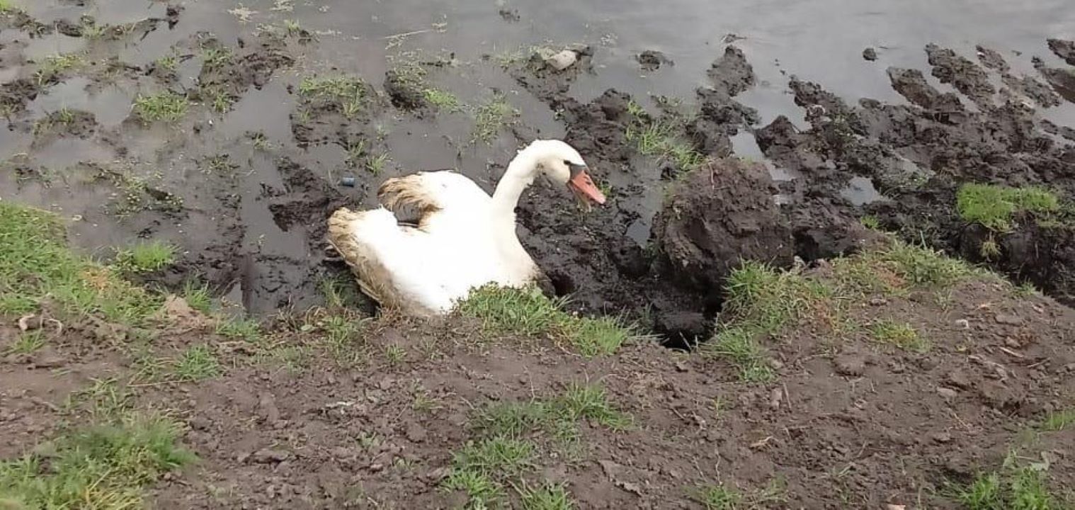 Отпустили лебедей. Мамин-сибиряк приёмыш лебедь. Отпустили лебедей. Лебедь. Белый лебедь на пруду.