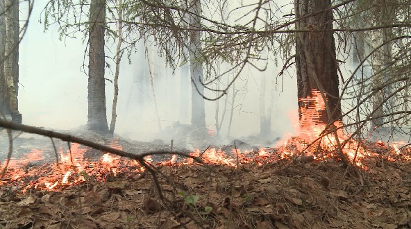 Площадь лесных пожаров в Свердловской области достигла 55 тысяч гектаров