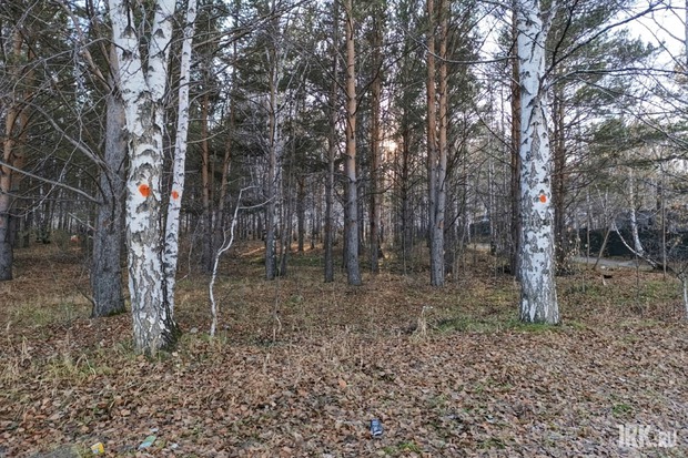 Роща в Академгородке. Фото Ольги Фонарёвой, IRK.ru